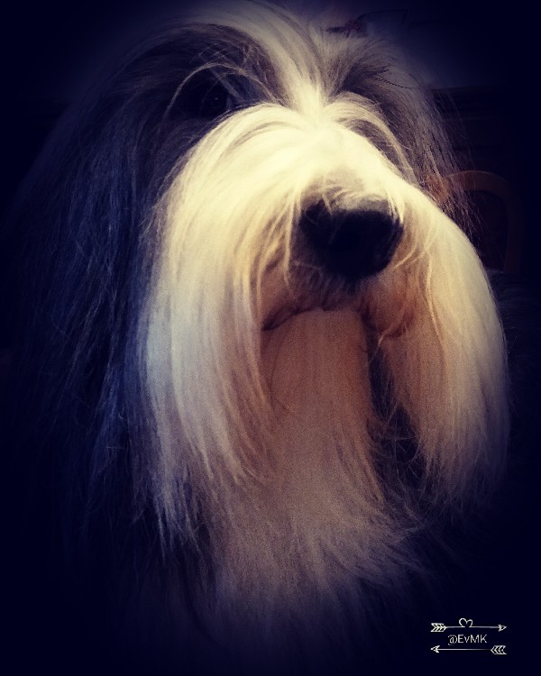 bearded collie ZemoraRiva Loving secrets, Sogno